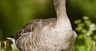 natural language processing